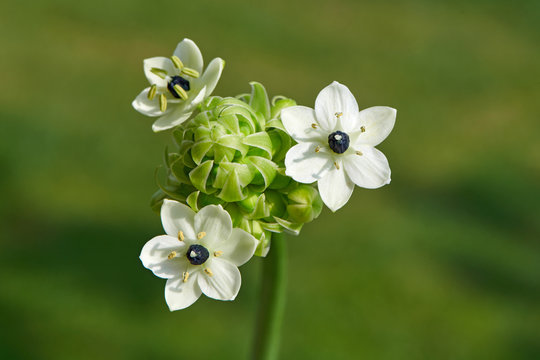 Ornithogalum Arabicum