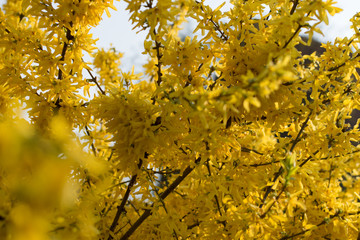 Yellow forsythia flowers pattern or texture in spring garden. Blooming Easter tree with selective focus