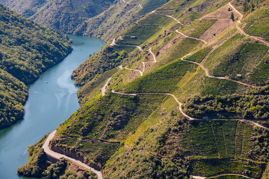 Vineyards in espalier on the slopes of a hill next to the river Sil, in Ribera Sacra, Ourense, Galicia, Spain.