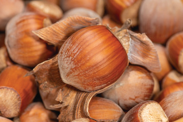 Macro photo of an inshell hazelnut on a background of scattered nuts by a large stall. Background texture