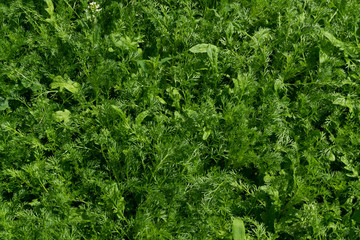 Green lush leaf background, natural leaves plant pattern or textur