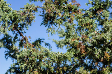 Natural background of green plants. Vegetation in the natural environment.