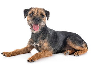young border terrier