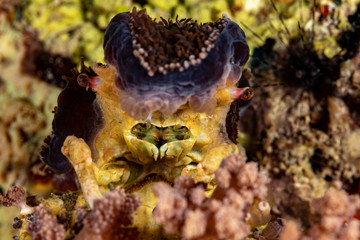 Corallimorph Decorator Crab, Cyclocoeloma tuberculata, Cyclocoeloma is a genus of crabs in the family Majidae, containing the single species Cyclocoeloma tuberculata