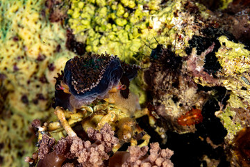 Corallimorph Decorator Crab, Cyclocoeloma tuberculata, Cyclocoeloma is a genus of crabs in the family Majidae, containing the single species Cyclocoeloma tuberculata