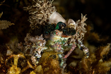 Corallimorph Decorator Crab, Cyclocoeloma tuberculata, Cyclocoeloma is a genus of crabs in the family Majidae, containing the single species Cyclocoeloma tuberculata