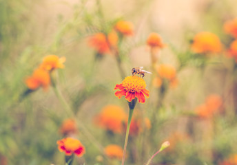 Bee on a marigold autumn background