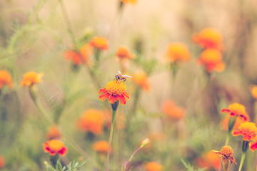Obraz na płótnie Canvas Bee on a marigold autumn background