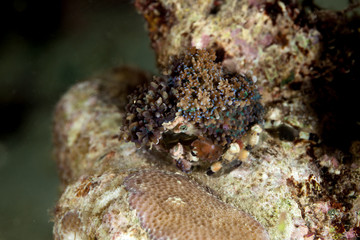 Corallimorph Decorator Crab, Cyclocoeloma tuberculata, Cyclocoeloma is a genus of crabs in the family Majidae, containing the single species Cyclocoeloma tuberculata
