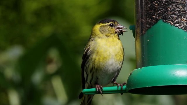 A male Siskin, Carduelis spinus,  on garden feeder. UK