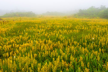 Obraz premium 御田ノ神園地のキンコウカ