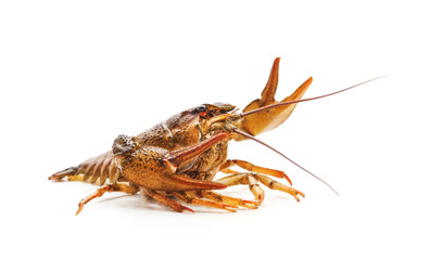 One river crayfish.