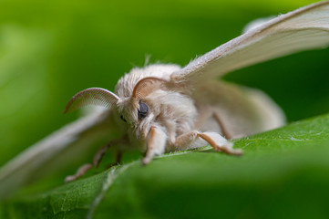 silkworm on the leaf of a plant	