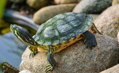 Small turtle with black and yellow stripes standing on the stone close up