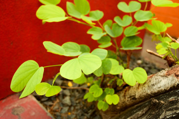 leaf tree green in garden
