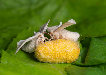 Couple of Silkworm on a yellow cocoon with green background
