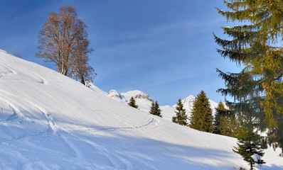 trees in winter in alpine mountain snowcapped under blue sky