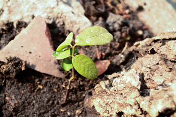 The emergence of trees in the great forest