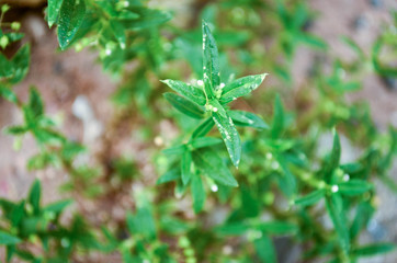 grass green on meadow in garden