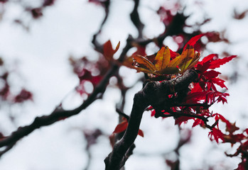 Red leaf, spring in japan
