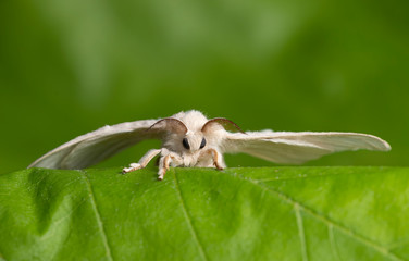 silkworm on the leaf of a plant	