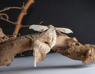 Silkworm making love 