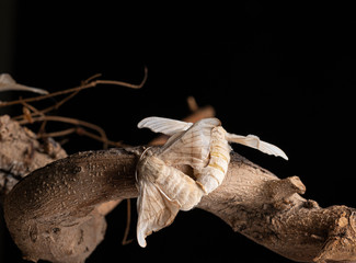 Silkworm making love 