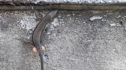 Close-up photo of lizard with eggs
