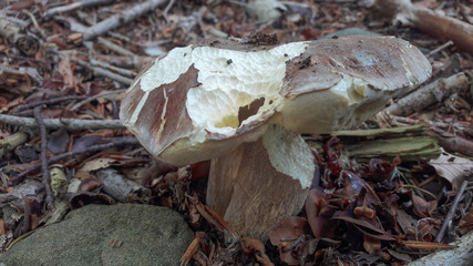 Close-up of Boletus Aestivalis mushroom. It is also called as Summer Boletus.