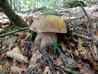 Close-up of Boletus Aestivalis mushroom. It is also called as Summer Boletus.