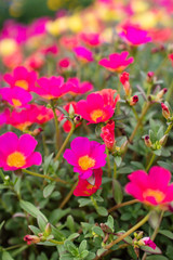 ハナスベリヒユ（ポーチュラカ）