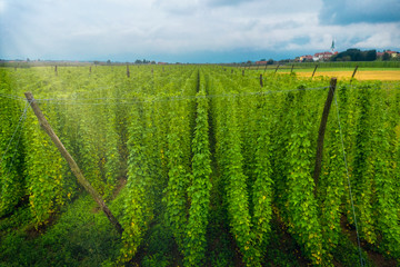 Organic hops plantation ready to harvest. Traditional eco beer brewery.