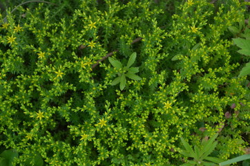 groundcover flower, green background, flowers on a green background, floral green background