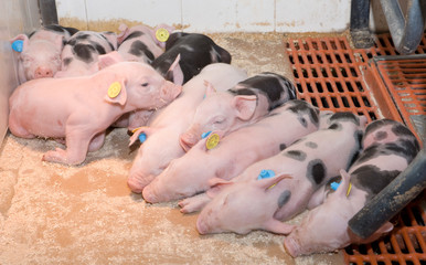 Piglets . Pigs at stable. Pigbreeding. Farming