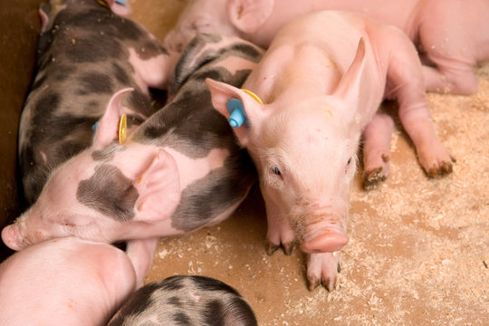 Piglets . Pigs at stable. Pigbreeding. Farming