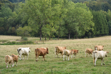 Naklejka premium agriculture agricole culture ruralite ferme planete terre vert climat climatique vache bovin betail viande lait laitier Ardenne elevage bio secheresse eau