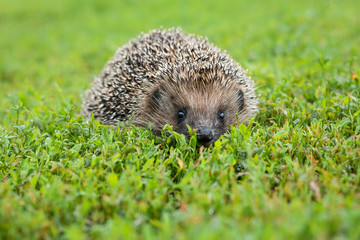 hedgehog on the grass © alexbush
