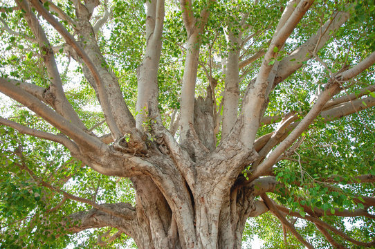 110 years old Pipal tree