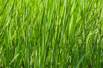 Fototapeta na wymiar Green leaves of the paddy crop 