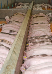 Fototapeta na wymiar Piglets feeding.. Pigs at stable. Pigbreeding. Farming