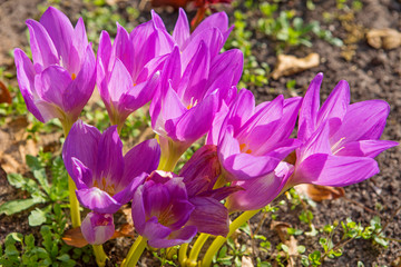 Autumn Crocus (Colchicum).  ...Meets spring and sees off summer... Is called also " Prometheus color." Colchicum autumn the most mysterious plant of our flora, t to he blooms in September and October.