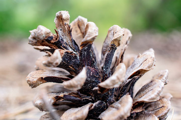 Pine