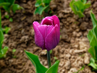 purple Tulip in the garden in spring, Russia.
