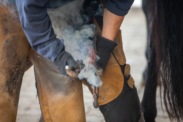 Farrier at work, fogging a horse..