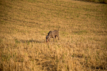 Weimaraner- Ocala from Xálonia