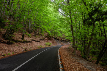 mountain road in the forest