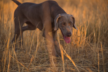 Weimaraner- Ocala from Xálonia