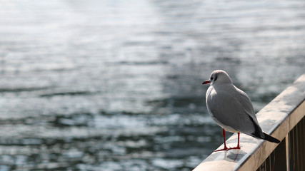 A seagull standing on a coastal railing and staring at the sea