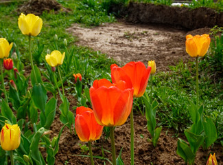 red tulips in the garden in spring, Russia.