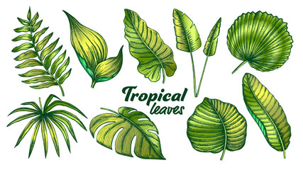 Tropical Leaves Color Set Vector. Exotic Jungle Tree And Bush Leaves. Element Of Beautiful Nature Botanical Plants Hand Drawn In Vintage Style Illustrations © PikePicture